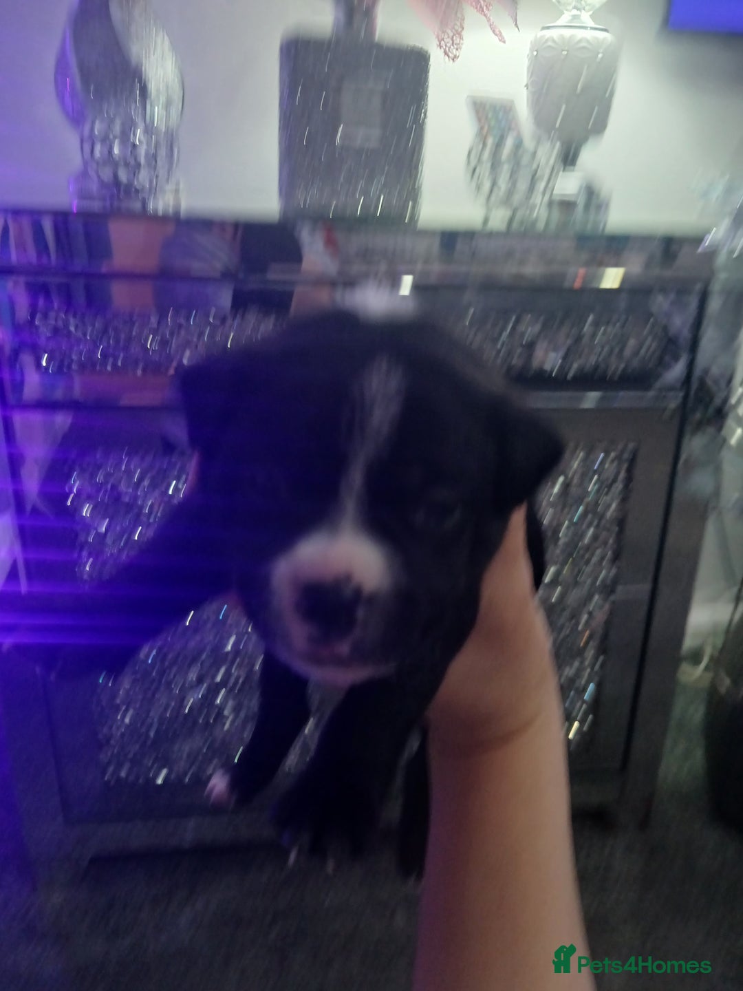 Staffordshire Bull Terrier dogs for sale: Staffordshire bull terriers puppy's  - Advert 18