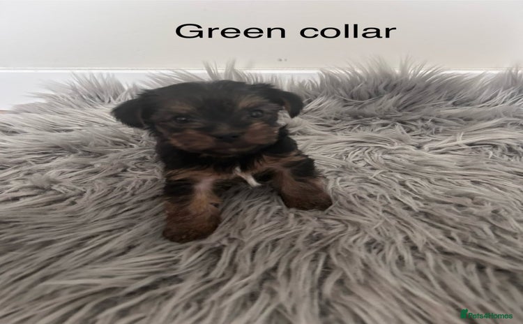 Yorkshire Terrier dogs - Advert 1