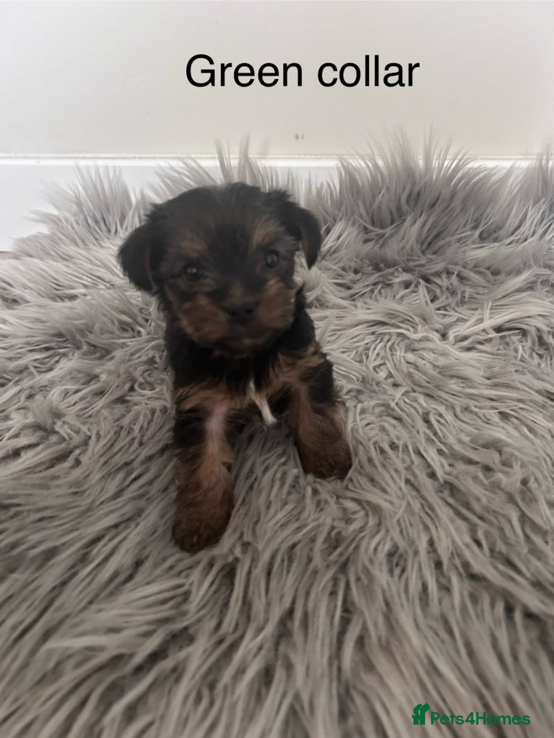 Yorkshire Terrier dogs for sale: Cute Yorkshire Terrier Puppy - Playful & Sweet - Image 1