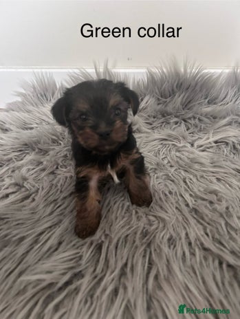 Yorkshire Terrier dogs - Advert 13