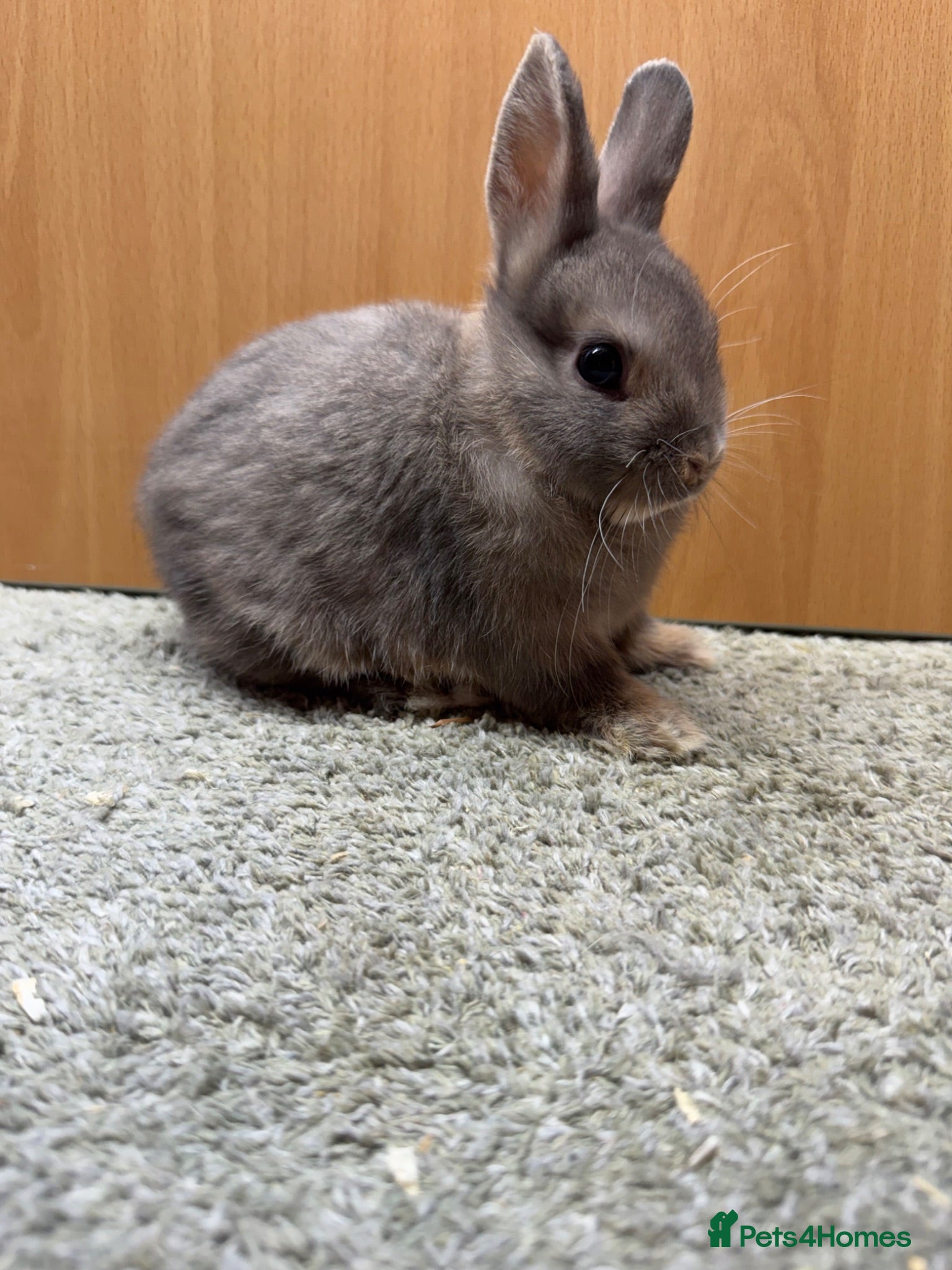 Netherland Dwarf rabbits Mini Rex cinnamon and netherland dwarfs  - Advert 1
