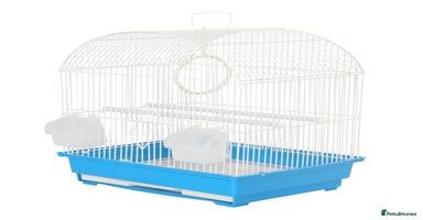 Budgerigars birds - Advert 13