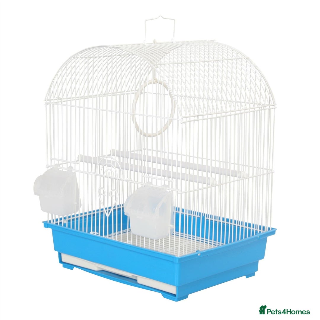Budgerigars birds for sale: Budgies for Sale Many colours Cages Available  - Image 10