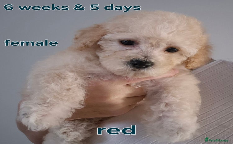 Poochon dogs - Advert 4