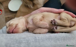 Miniature Dachshund dogs for sale: Beautiful kc long haired mini sausages - Image 12