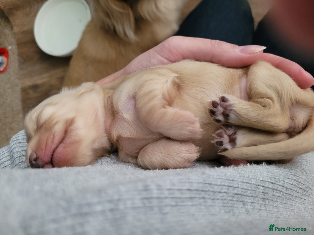 Miniature Dachshund dogs for sale: Beautiful kc long haired mini sausages - Image 12