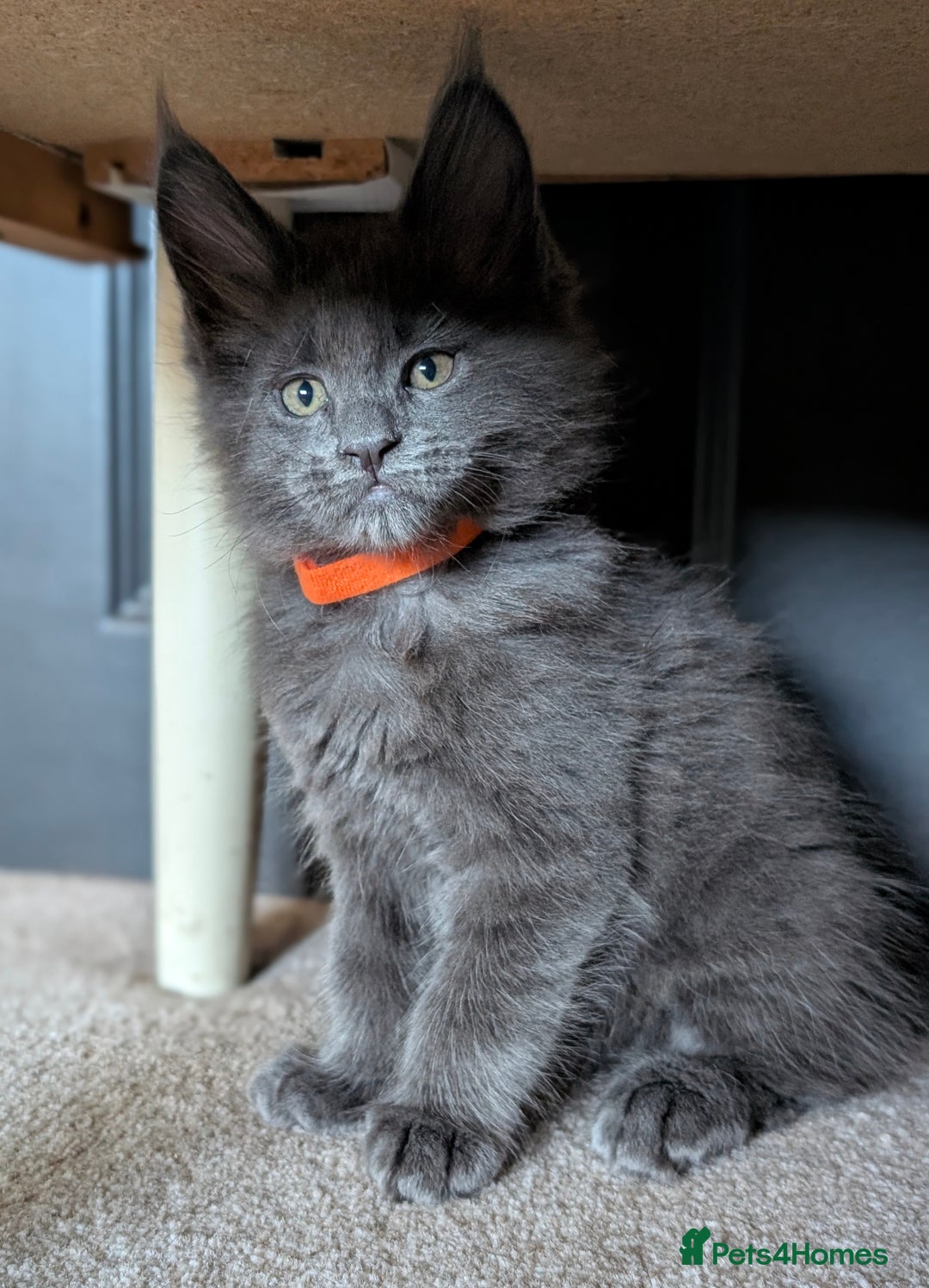 Maine Coon cats for sale: GCCF registered 5 Maine Coon kittens s 😻 - Image 4