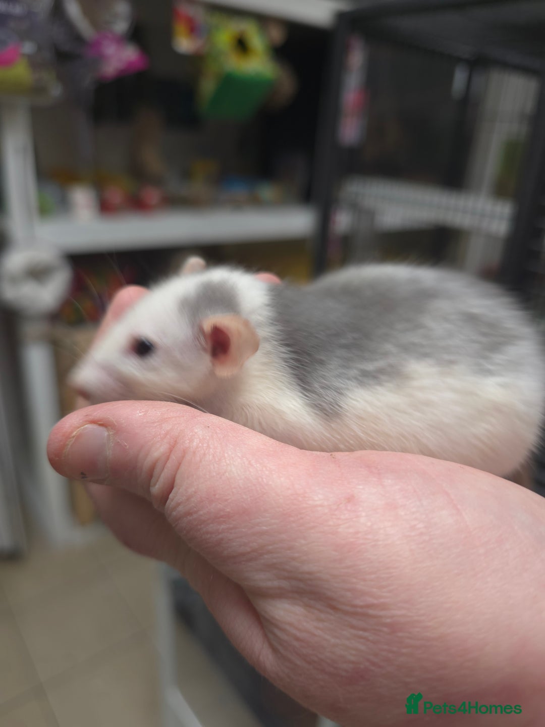 Rat rodents for sale: Babies rats, rex, dumbos and fancy - Image 39