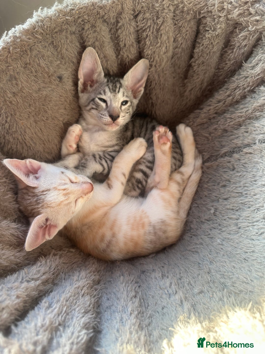 Mixed Breed cats for sale: Crossed Between Oriental short hair & White Bengal - Advert 2