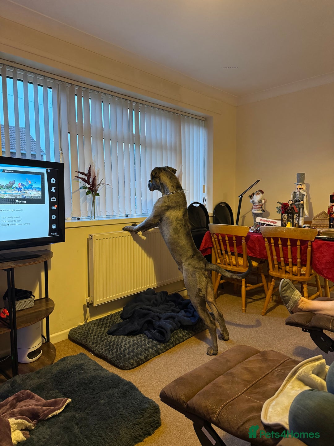 Mixed Breed dogs for sale: Cane Corso x Great Dane  - Advert 4