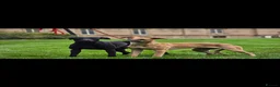Whippet dogs for sale: Kc reg whippet litter - Advert 4