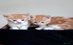 Mixed Breed cats for sale: 3 Long Furred Kittens Fluffy Ginger White Mix - Advert 2