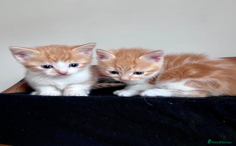 Mixed Breed cats - Advert 15