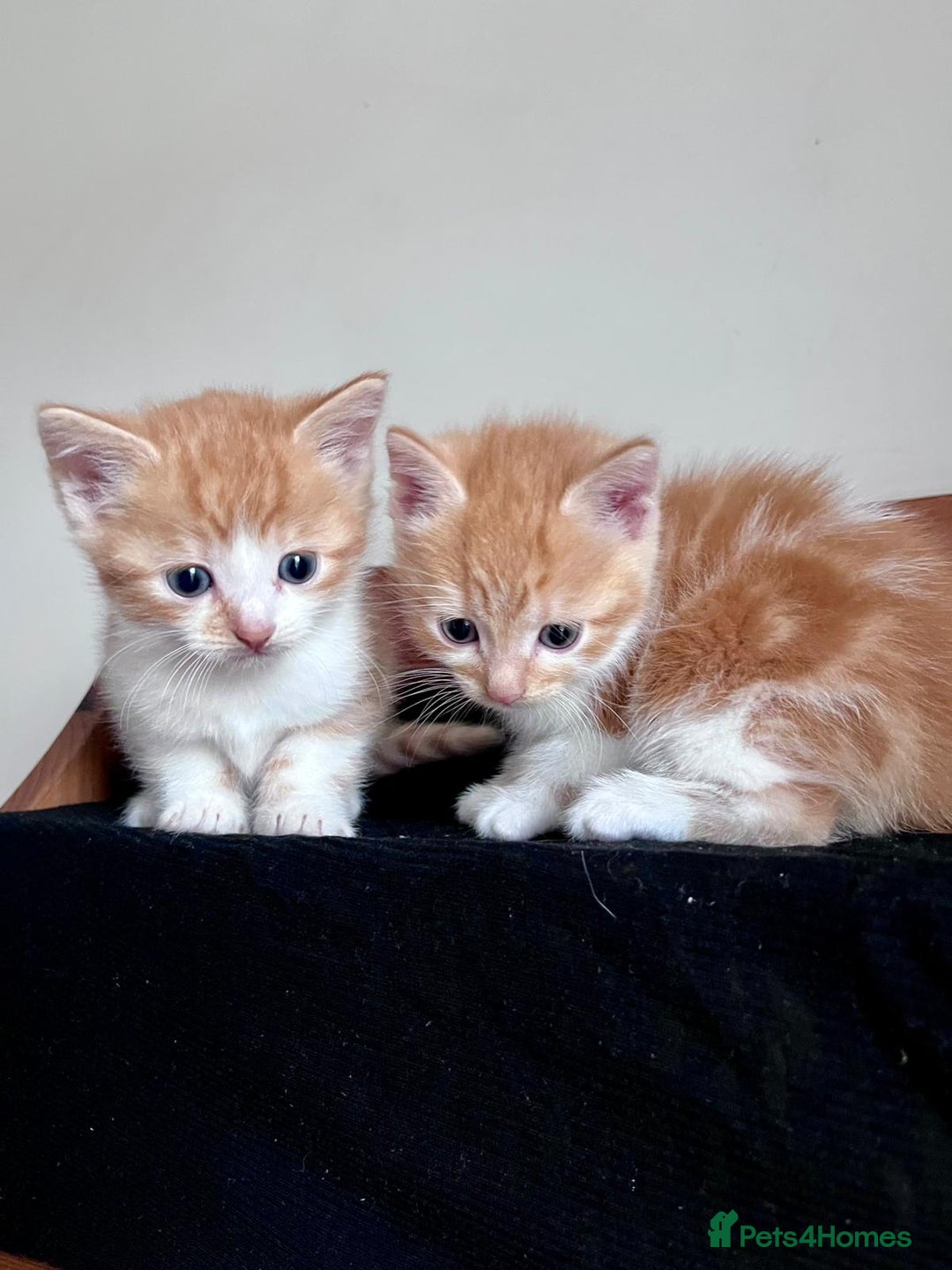 Mixed Breed cats for sale: 3 Long Furred Kittens Fluffy Ginger White Mix - Advert 2