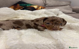 Dachshund dogs for sale: Dachshund puppies two girls left  - Image 9