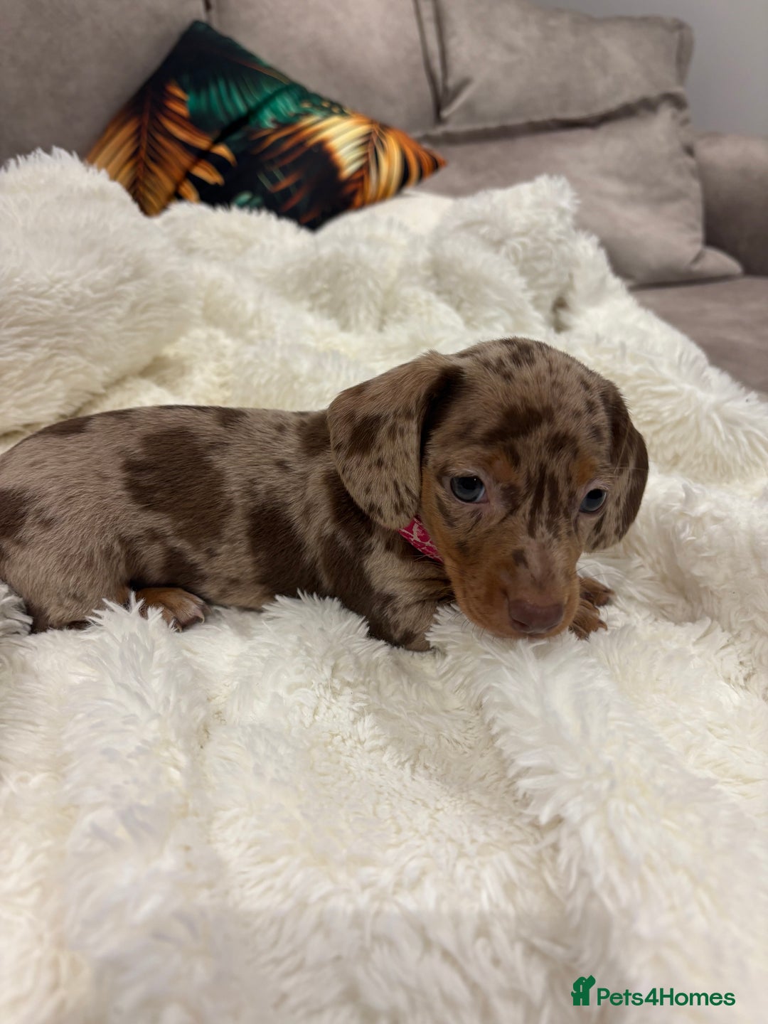 Dachshund dogs for sale: Dachshund puppies two girls left  - Image 9