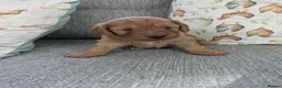 Cockapoo dogs for sale: Cockerpoo puppy's  - Advert 5