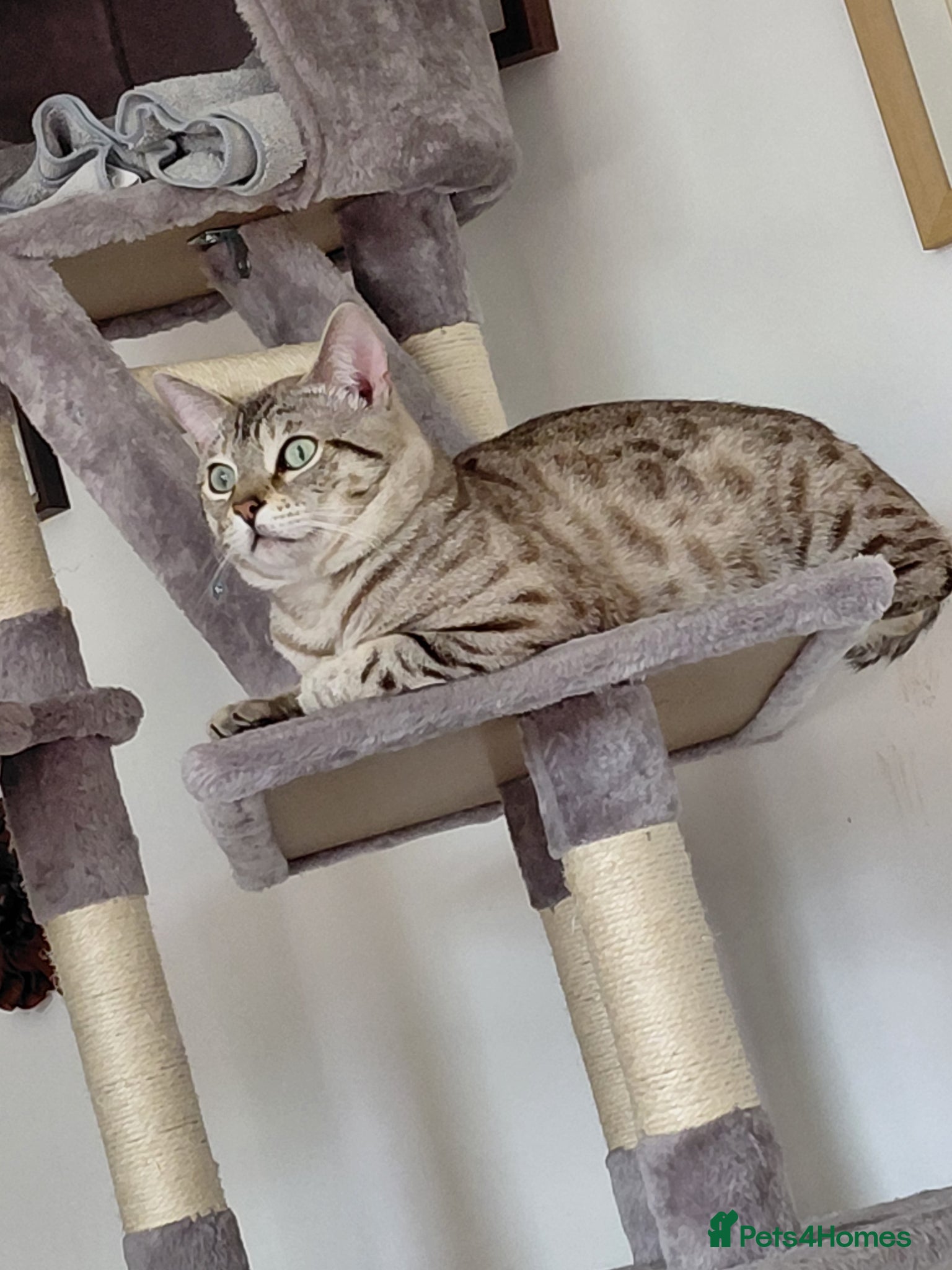 Bengal cats for sale: Snow Bengal cat for sale - Advert 5