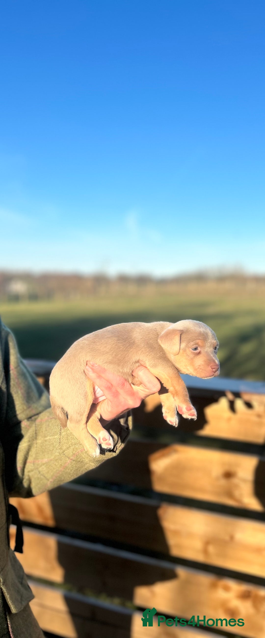 Jack Russell dogs for sale: Stunning Jack Russell puppies fr sale-all colours  - Advert 13