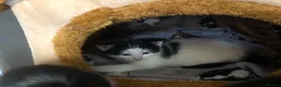 Mixed Breed cats for sale: Kittens for sale  - Advert 12