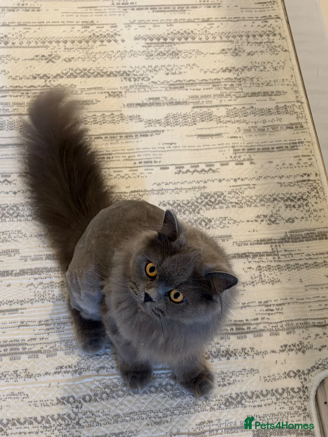 British Longhair cats for sale: Beautiful Blue British Longhair Female - Advert 8