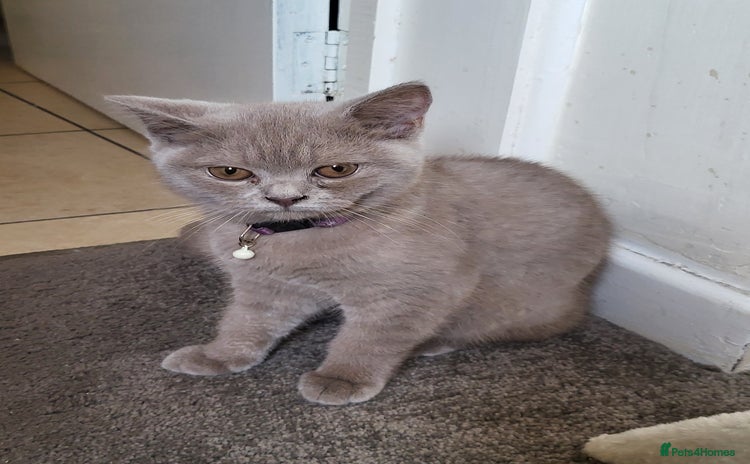 British Shorthair cats - Advert 6