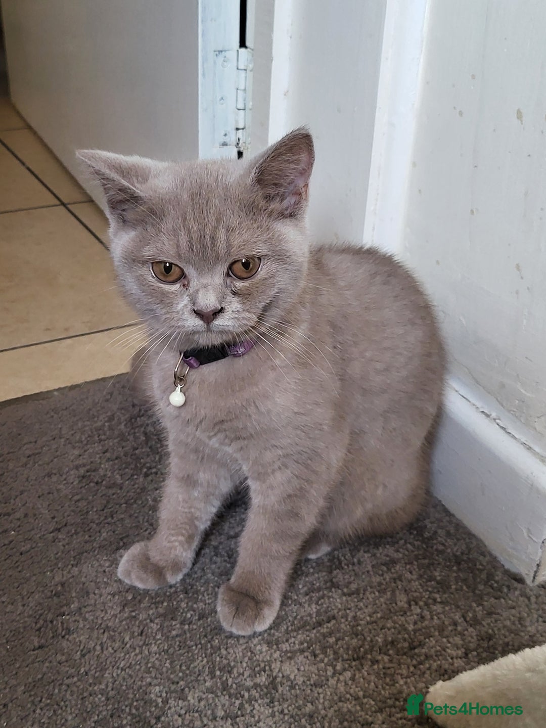 British Shorthair cats for sale: British short-hair  - Image 1