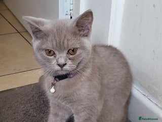 British Shorthair cats for sale - Advert 1