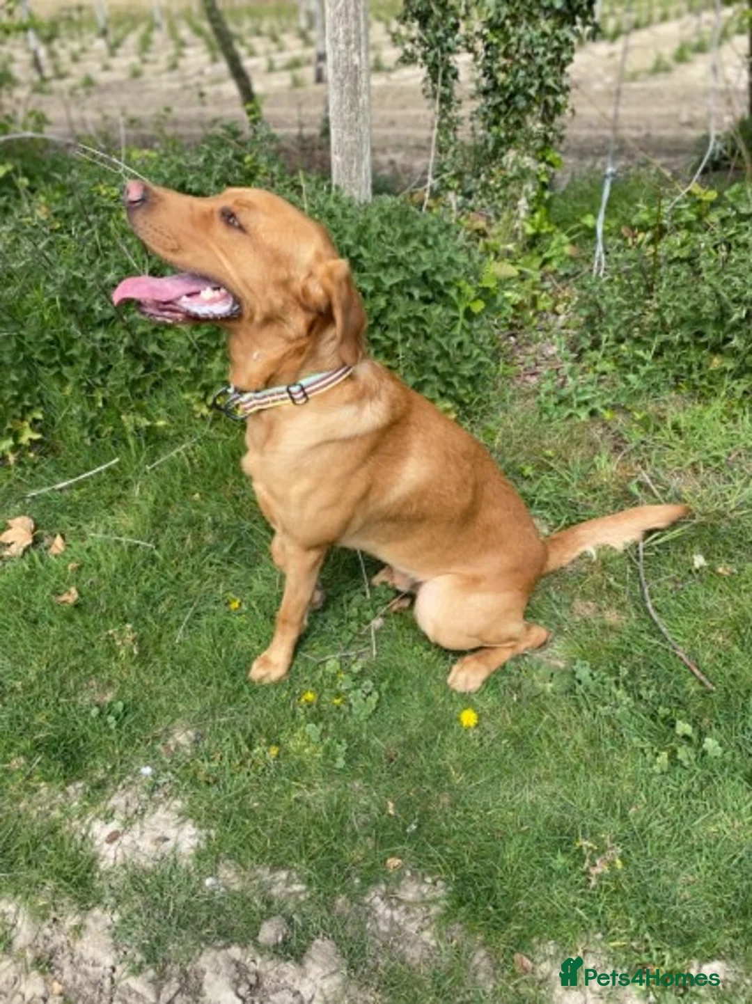 Labrador Retriever dogs for stud: Beautiful stud Fox red Labrador in Faversham - Advert 3