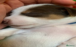 Jack Russell dogs for sale: Jack Russell Puppies  - Image 13