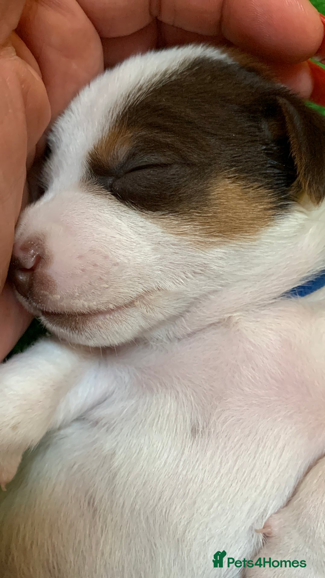 Jack Russell dogs for sale: Jack Russell Puppies  - Image 13