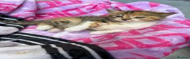 Mixed Breed Kitten 3