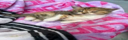 Mixed Breed cats for sale: Exotic shorthair cross kittens  - Advert 6