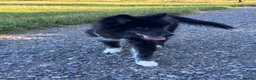 Mixed Breed dogs for sale: Socialised Husky x Malamute | Health tested 🐾 - Advert 14
