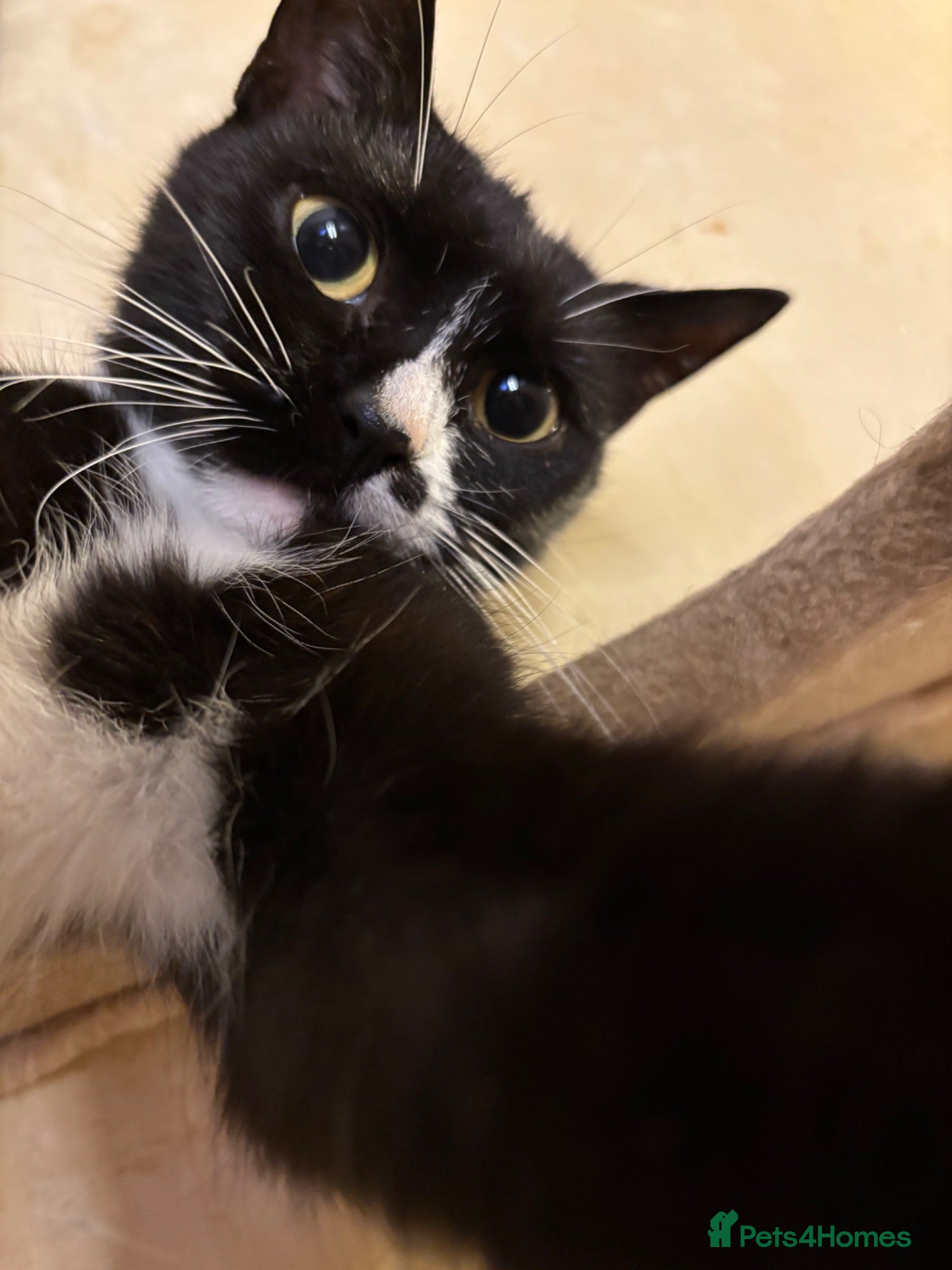 Domestic Shorthair cats One little girl left from my litter needing a home - Advert 9