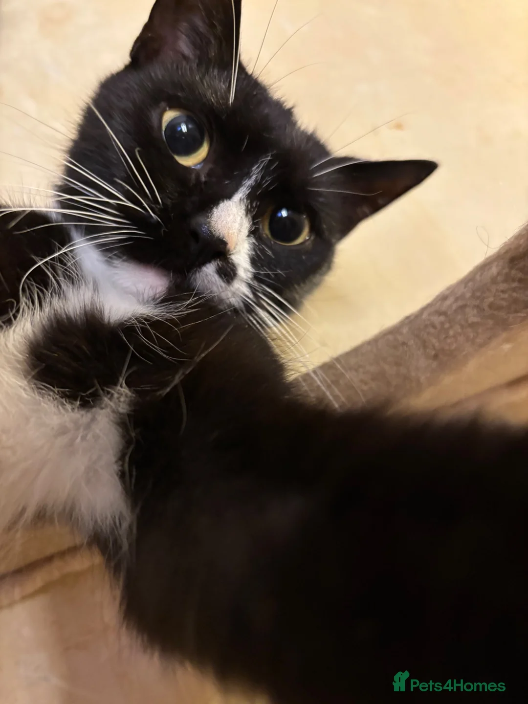 Domestic Shorthair cats for sale: One little girl left from my litter needing a home - Advert 1