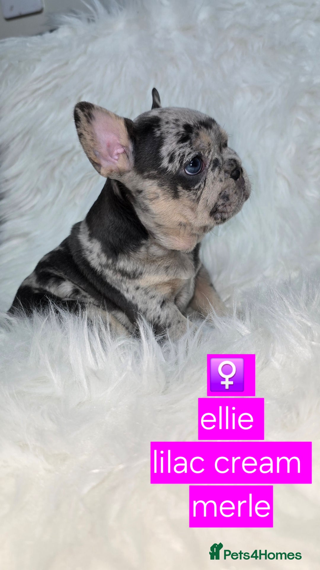 French Bulldog dogs for sale: Stunning french bulldog puppies - Advert 6