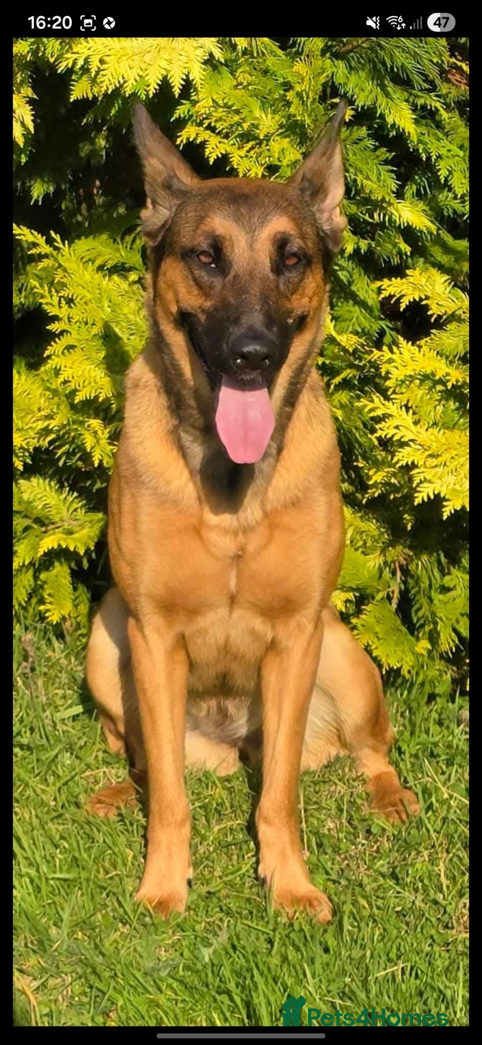 Belgian Shepherd Dog dogs Belgian Malinois Puppies  - Advert 1