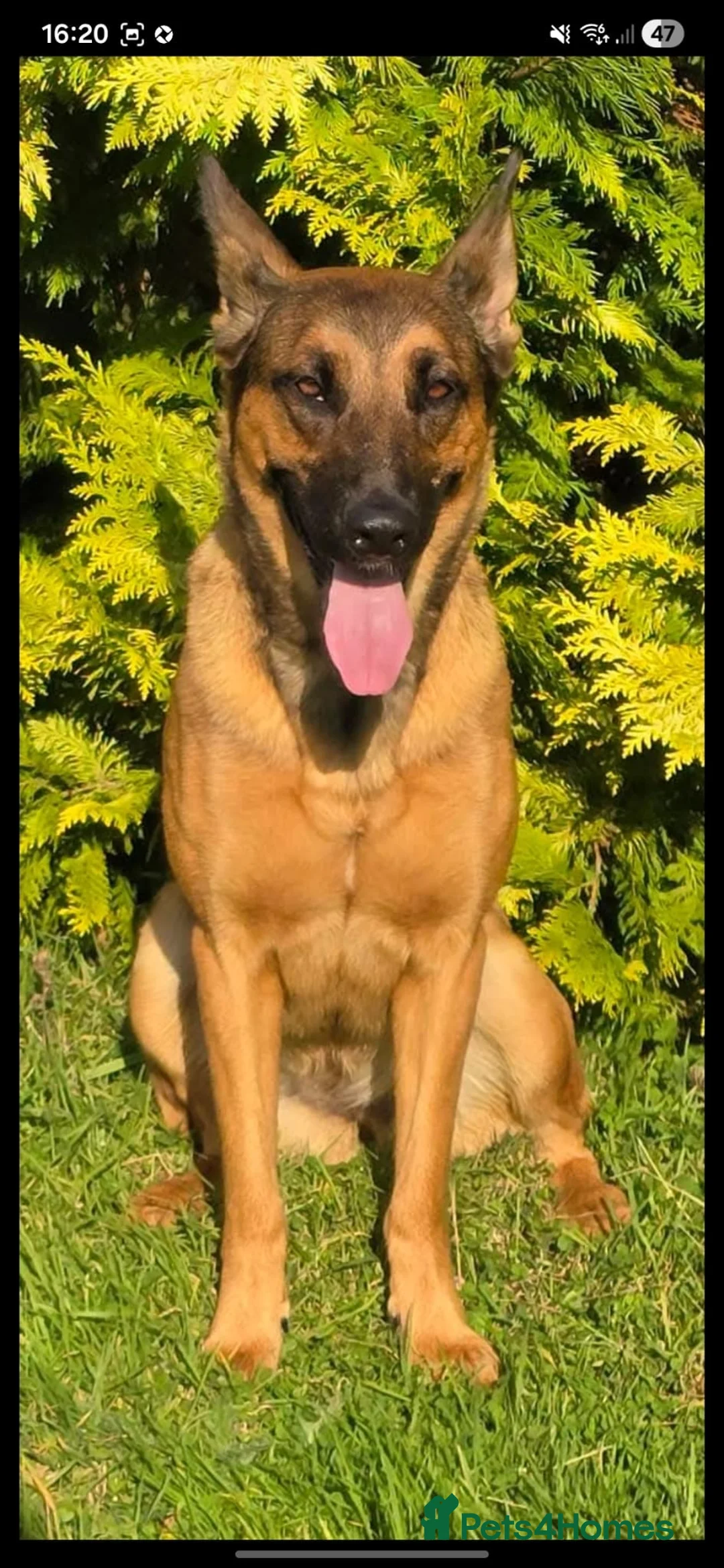 Belgian Shepherd Dog dogs for sale: Belgian Malinois Puppies  - Advert 1