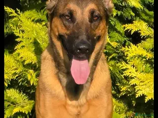 Belgian Shepherd Dog dogs Belgian Malinois Puppies - Advert 1