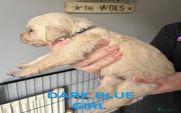 Golden Retriever dogs for sale: Quality KC golden retriever puppies  - Image 14