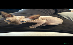 Sphynx cats for sale: sphynx canadian kittens ready to leave now  - Image 23