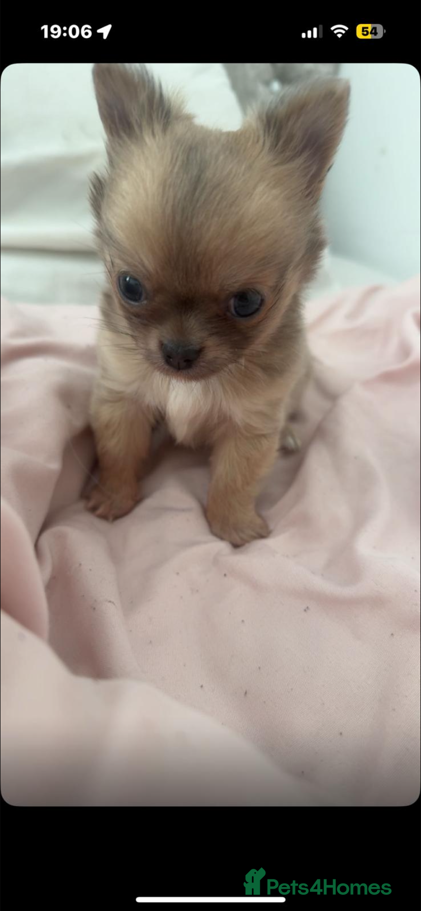 Chihuahua dogs Male chihuahua  - Advert 1