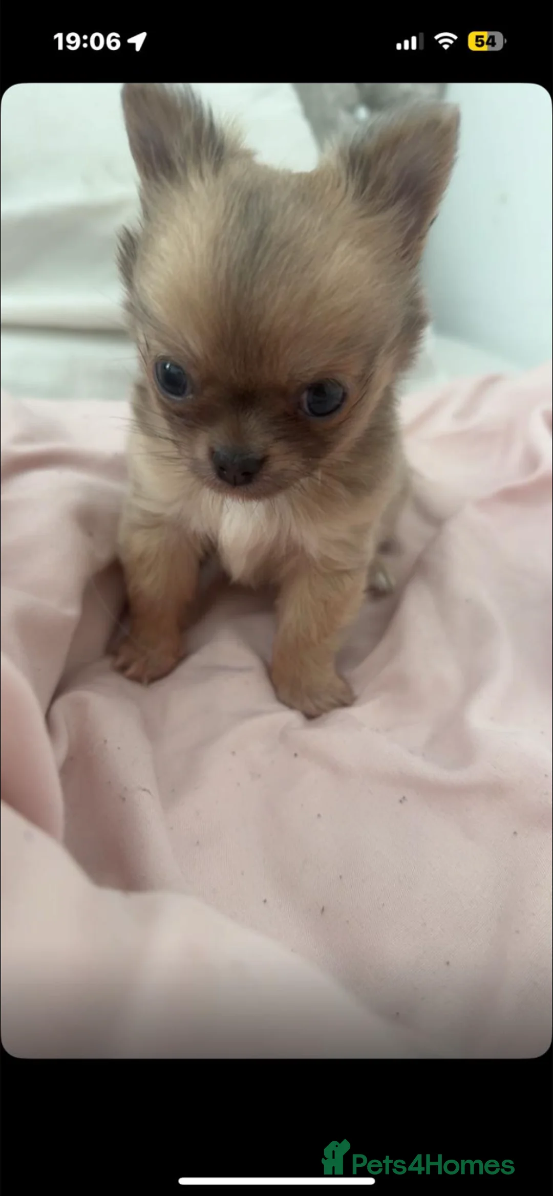 Chihuahua dogs for sale: Male chihuahua  - Advert 1