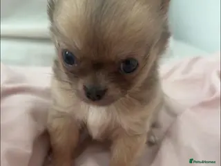 Chihuahua dogs Male chihuahua - Advert 1