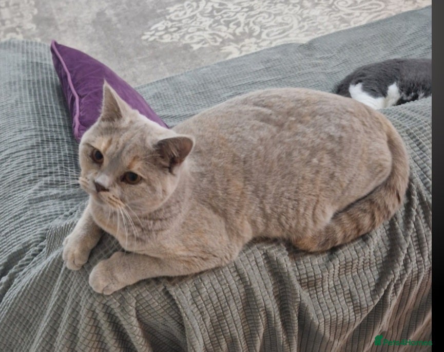 British Shorthair cats Stunning lilac tortie GCCF reg British Shorthair - Advert 6