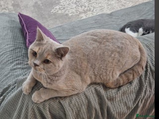 British Shorthair cats Stunning lilac tortie GCCF reg British Shorthair - Advert 6