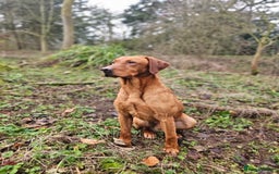 Labrador Retriever dogs for stud: Health tested- Kc registered Fox Red Labrador for  in York - Image 13