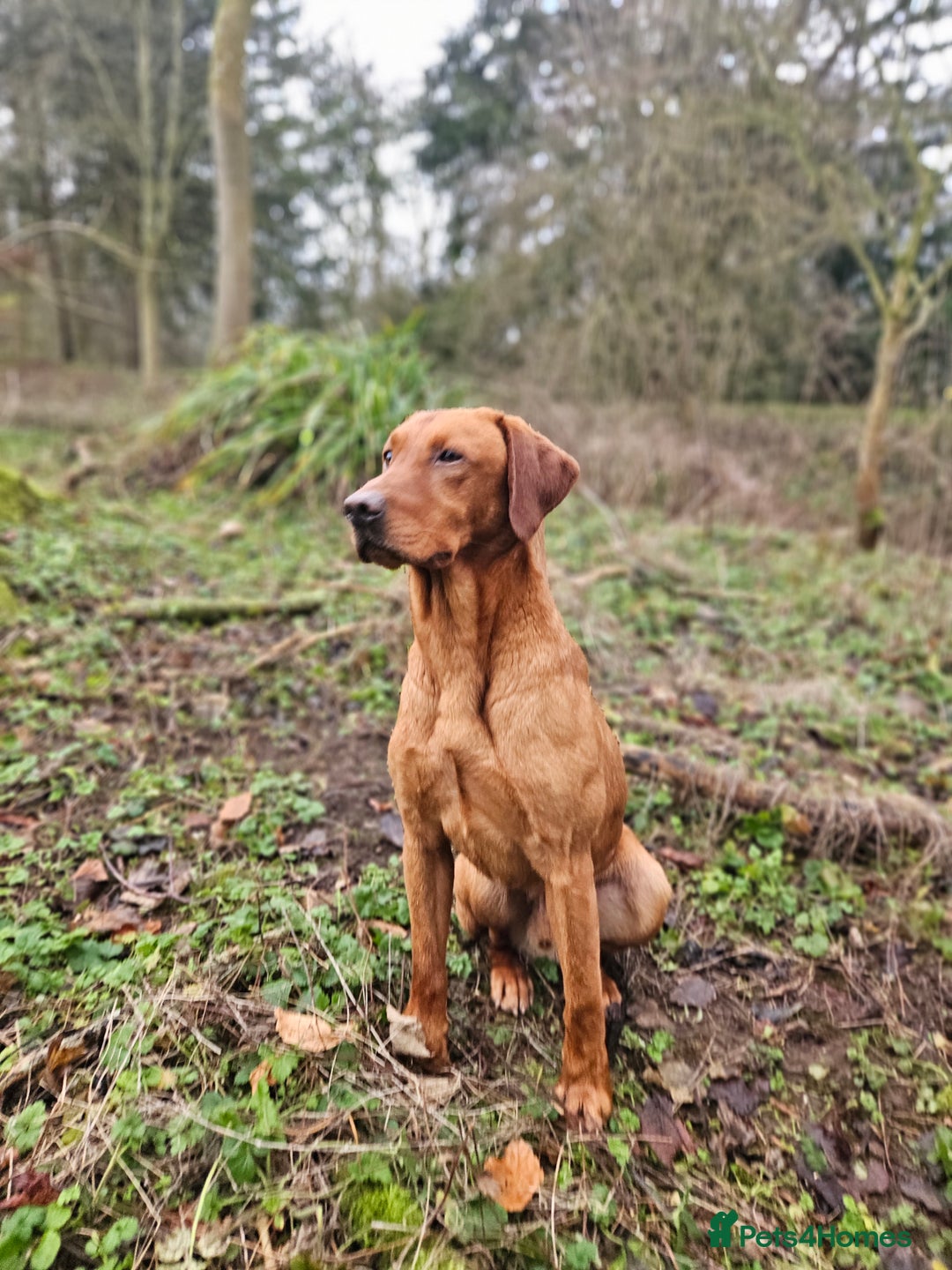 Labrador Retriever dogs for stud: Health tested- Kc registered Fox Red Labrador for  in York - Image 13
