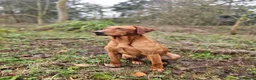 Labrador Retriever dogs for stud: Health tested- Kc registered Fox Red Labrador for  in York - Advert 13